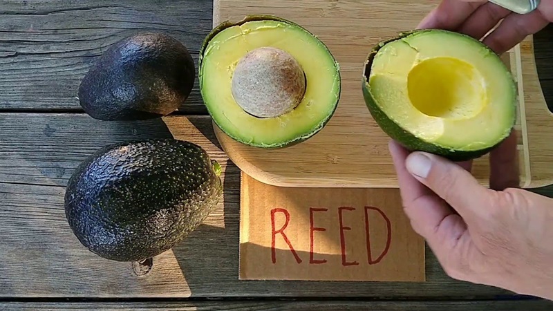 Avocado