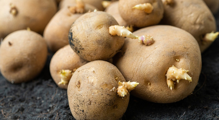 Potatoes